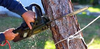 Best Pest Control for Lawns  in Crosbyton, TX