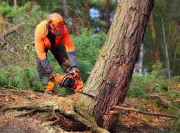 Best Seasonal Cleanup (Spring/Fall)  in Crosbyton, TX