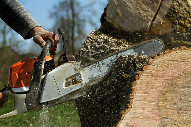 Best Tree and Shrub Care  in Crosbyton, TX