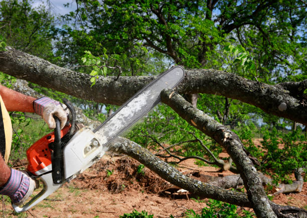 Best Lawn Pest Prevention  in Crosbyton, TX